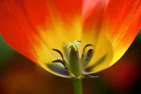 Red tulip Stock Photos