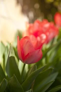 Red tulip Stock-Fotos