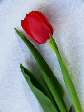 Red tulip Stock Photos