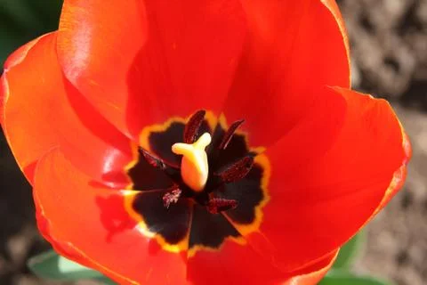 Red tulip Stock Photos