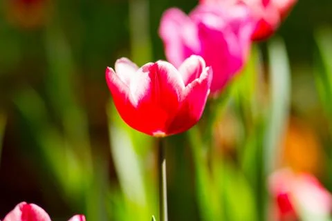 Red tulip Stock Photos