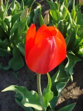 Red tulip Stock Photos