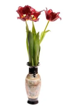 Red tulip Stock Photos