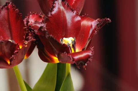 Red tulip Stock Photos