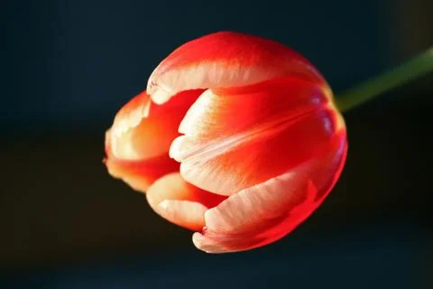Red tulip Stock Photos