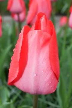 Red tulip Stock Photos