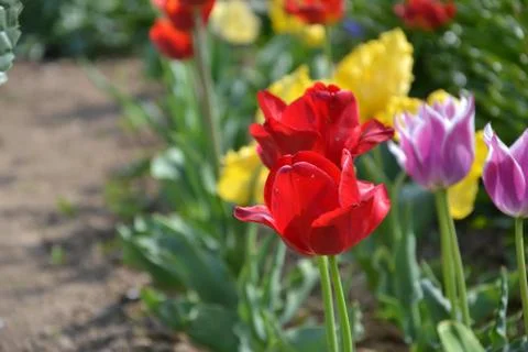 Red tulip Stock Photos