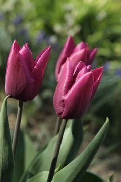 Red tulip 스톡 사진