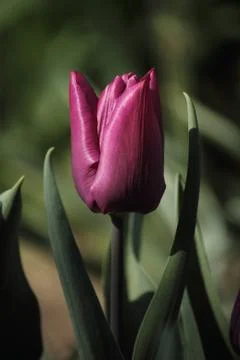 Red tulip 스톡 사진
