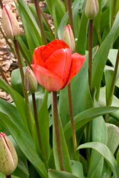 Red tulip Stock Photos