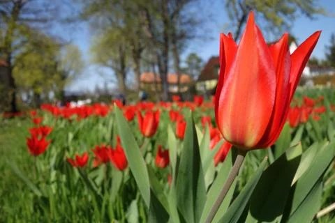 Red tulip Stock Photos