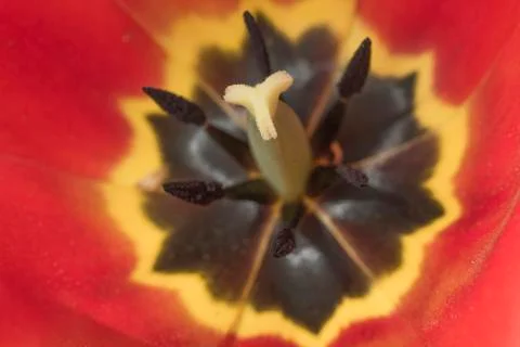 Red Tulip Stock Photos