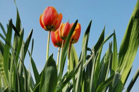 Red Tulip Stock Photos