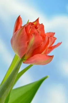 Red tulip Stock Photos