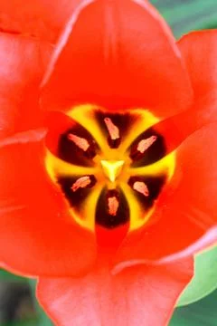 Red tulip Stock Photos