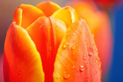 Red tulip Stock Photos