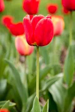 Red Tulip 写真素材