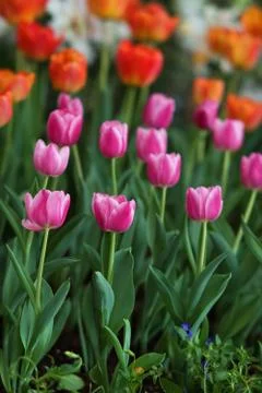 Red Tulip Stock Photos