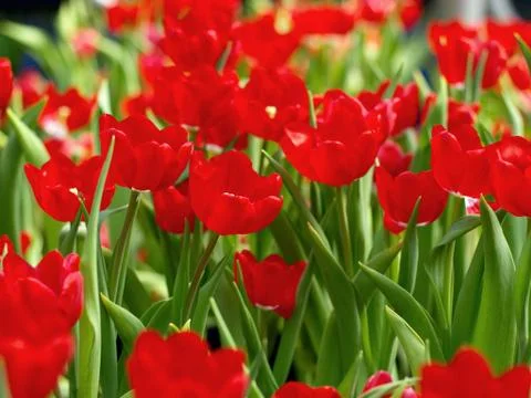Red tulip Stock Photos