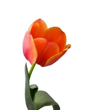 Red tulip Stock Photos
