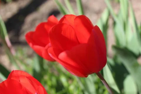 А red tulip Stock-Fotos