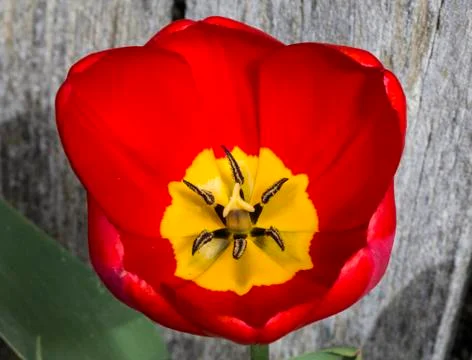 Red Tulip Foto stock