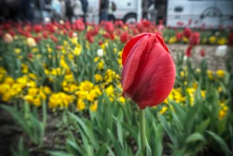 Red Tulip Stock Photos