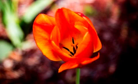 Red Tulip Foto stock