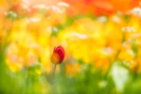 Red tulip Stock Photos