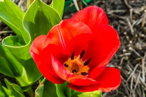  Red tulip Stock Photos