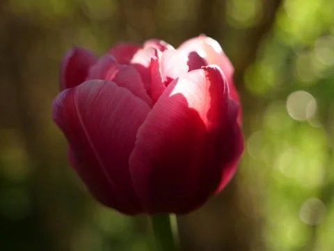 Red Tulip Foto stock