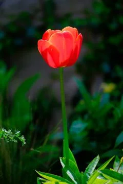 Red tulip Foto stock