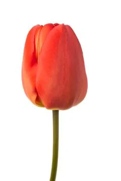Red tulip Stock Photos