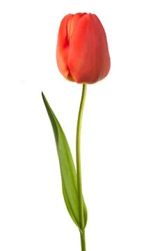 Red tulip Stock Photos