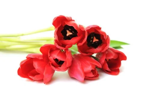 Red tulip Foto stock