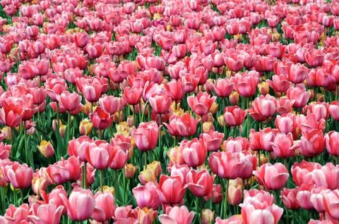 Red tulip Stock Photos