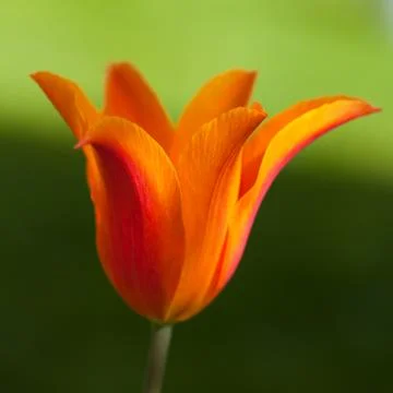 Red tulip Stock Photos