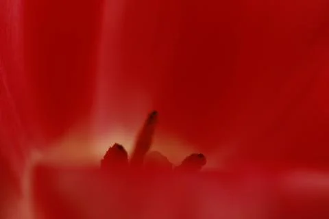 Red tulip Stock Photos