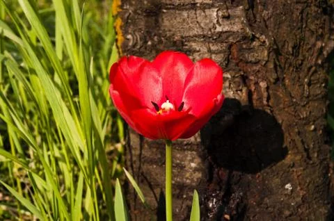 Red tulip Stock Photos