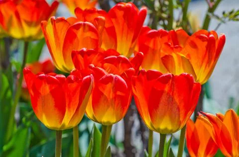 Red tulip Stock Photos