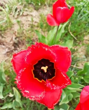 Red tulip Stock Photos