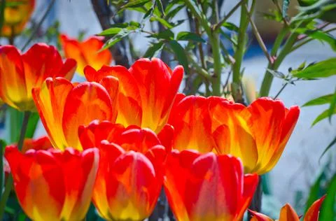 Red tulip Stock Photos