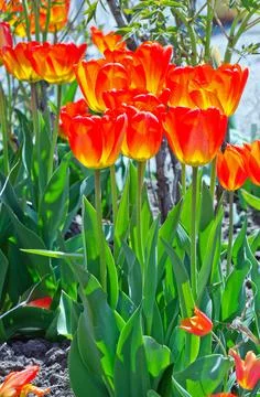 Red tulip Stock Photos