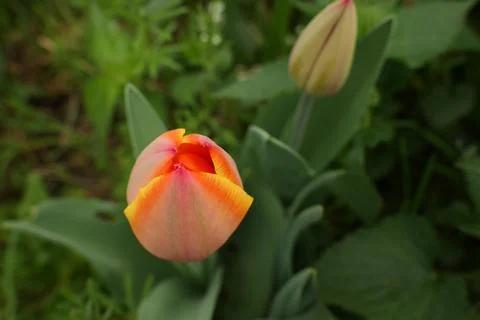 Red tulip Stock Photos
