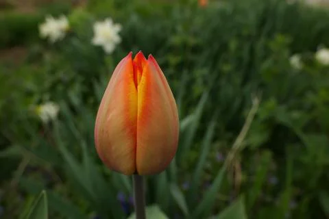 Red tulip Stock Photos