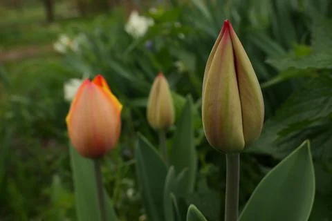 Red tulip Stock Photos