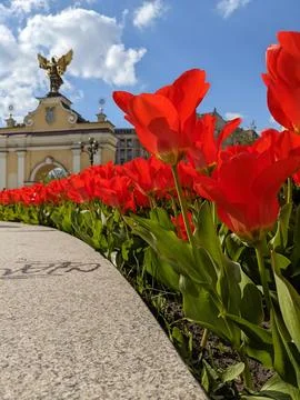 Red tulip. Stock Photos