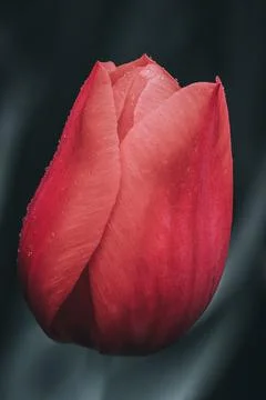 Red Tulip Stock Photos
