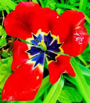Red Tulip Foto stock
