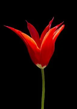 Red tulip Stock Photos